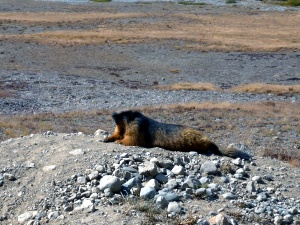 Marmota A Marmota Dourada no Parque