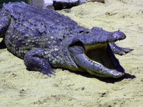 O crocodilo avô, 45 anos e seis metros de comprimento