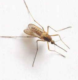 Mosquito da Malária